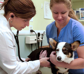carlsbad veterinary services